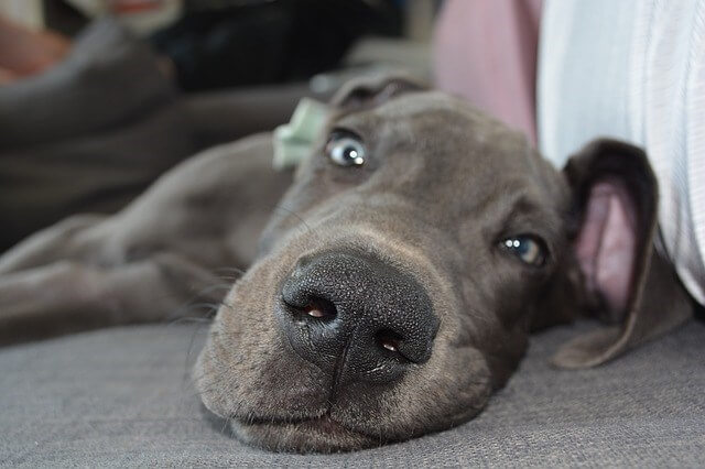 sleepy dog on the floor